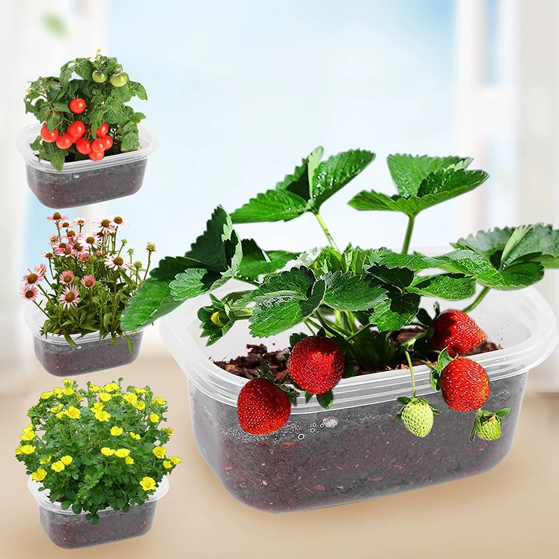 DIY растение в горшке скрытая коробка мини-горшок дом бонсай детский сад наблюдение прорастание подарок