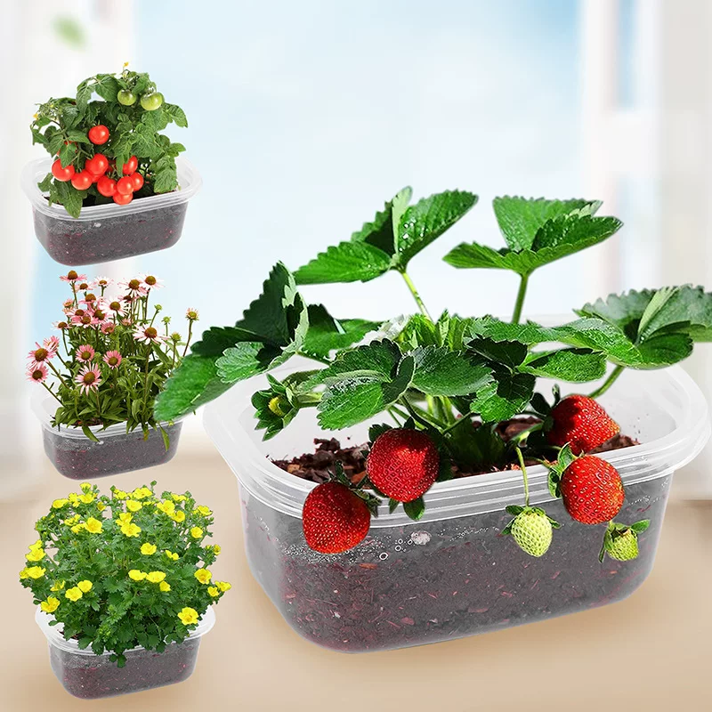 DIY растение в горшке скрытая коробка мини-горшок дом бонсай детский сад наблюдение прорастание подарок