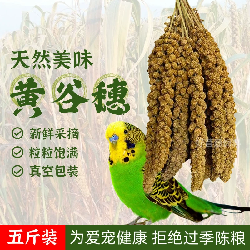 Натуральное желтое просо для птиц, корм для попугаев, украшение для клетки хомяка, реквизит для фотосъемки, корм для птиц из проса, желтое просо (модель 2.5kg года)