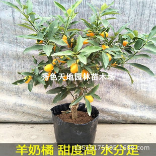 ��ƤС��������Ә���޽ӽ���Ә������Ե��ԷNֲ�����箔��Y��