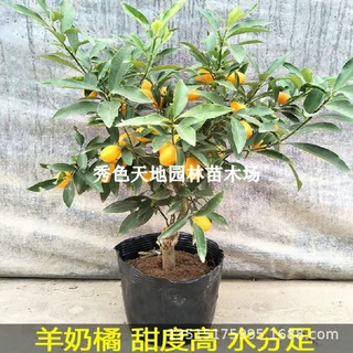 脆皮小金桔苗橘子树苗嫁接金桔子树苗盆栽地栽种植果树苗当年结果