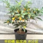嫁接盆栽种植地栽果树苗