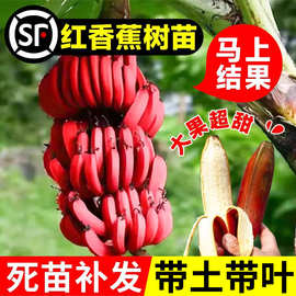红香蕉树苗耐寒矮化南方北方水果果苗室内外盆栽带土带叶当年结果