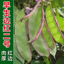 ⶹNӷN ߮aļ÷Ǽtü߲÷ݼܶ˶