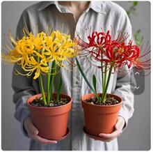 �˰����N������ɳ�A���N�t��ʯ���҃�����ֲ����צ�����Ի��ܷN��