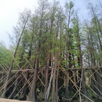 2411 базовых поставок Metasequoia и Water杉 22-23cm саженцев для озеленения болот и речных парков.