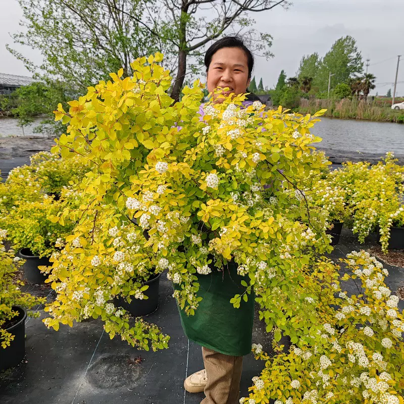 黄金喷泉绣线菊重瓣金叶小手球溲疏雪樱花喷雪花树苗雪柳盆栽花卉