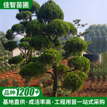 湖南苗圃基地供应 园林绿化造型龙柏 可栽造型龙柏树四季常青龙柏