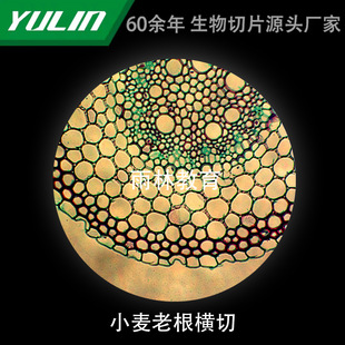 Fengmao Chrysanthemum Leaf Cross-cut Biological Microscope Specimen Slice Animal and Plant Cell Slide Observation Experimental University