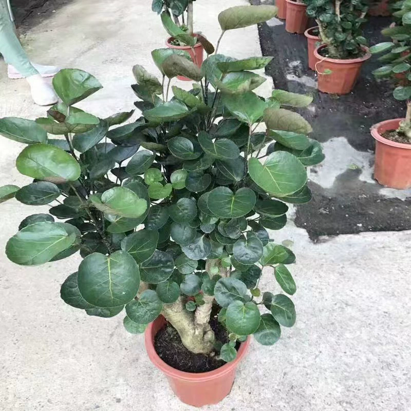 Карман для денег Большое растение в горшке Деньги Тонг Фу Лу Юань Е Тонг Денежное дерево Крытый Зеленый Посадка