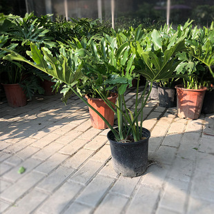 ��������� ���� ����ϲ���� �҃���ͥԺ�Gֲ���� ϲ�ϲ��ֲ��