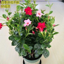 万里飘香藤花四季开花庭院爬藤植物花卉室内阳台花卉盆栽双喜藤