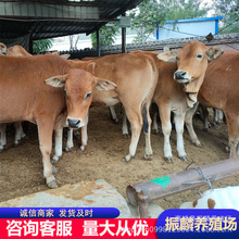 �����Sţ�傀�µ�Сţ����һ�� ������ţţ�� ����С��ţ