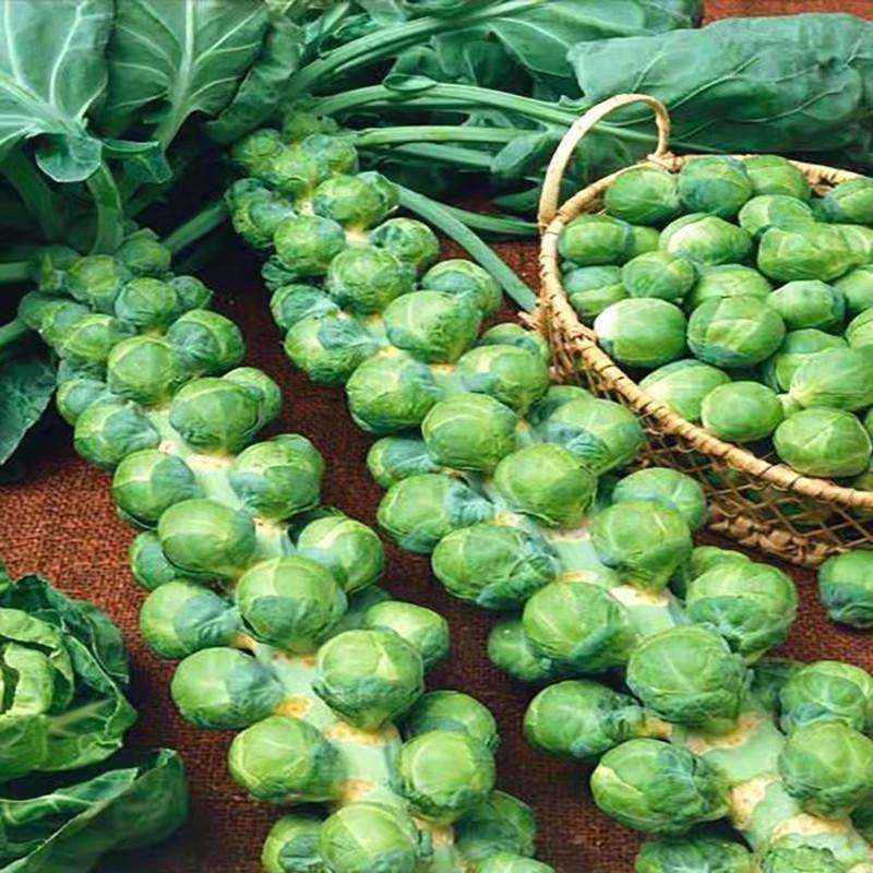 【易生长抱子甘蓝种子】种籽孑苗孢子四季阳台盆栽蔬菜秧非种球