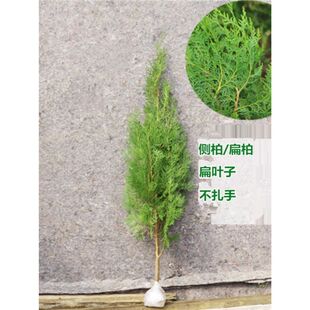 �Ȱ������ɰؘ����ļ������Ȱ����ر�،����������ͥԺ�е�