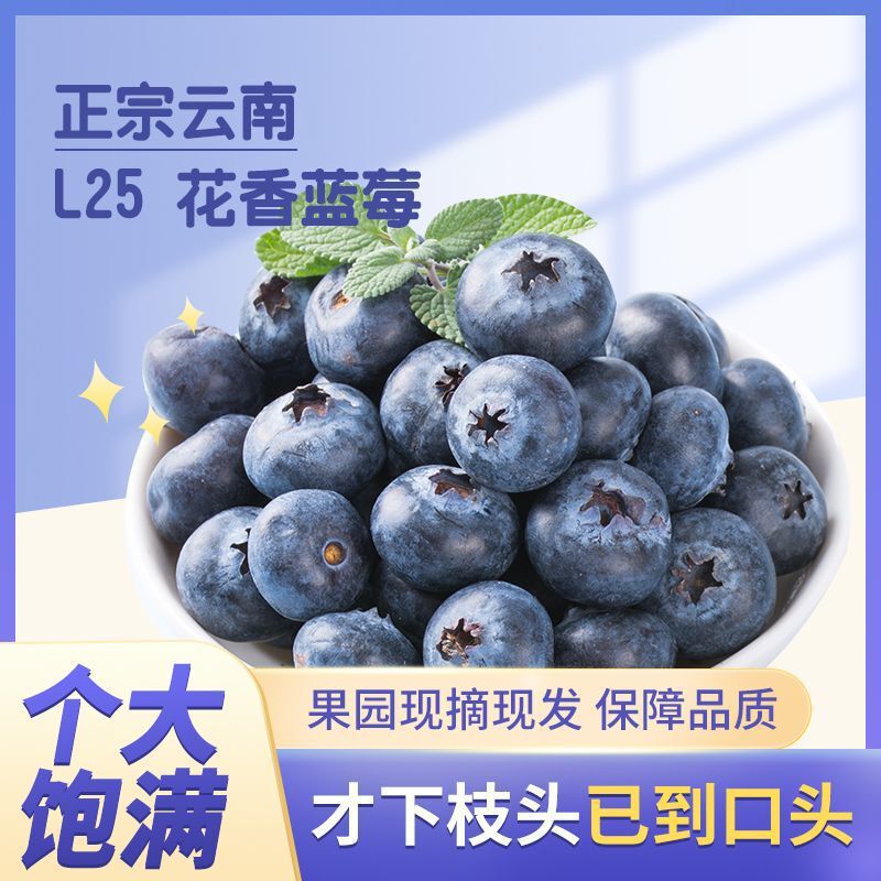 【Freshly Picked】Boxed Yunnan Blueberries with Floral Fragrance, Fresh Seasonal Fruits Wholesale 【Freshly Picked】Boxed Yunnan Blueberries with Floral Fragrance, Fresh Seasonal Fruits Wholesale
