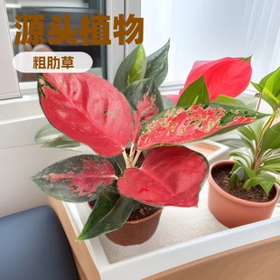 �S�Ҵ��������҃ȾGֲ���߲�A110�|���t̩���tԴ�^����С�������l