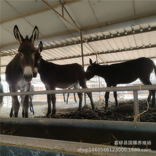 �Bֳ�������H�r�� 6�����H���N��ë�H���l �W؛�����