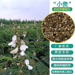 Greening Slope Protection Shrub Edamame Seeds Edamame Green Plant Grass Seeds Slope Protection Grass Seeds Wholesale