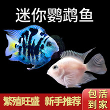 迷你鹦鹉鱼活体淡水热带观赏鱼鱼苗三湖慈鲷宝蓝白金繁殖种鱼混养