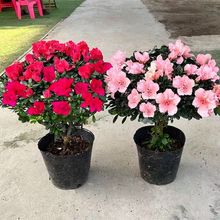 ���N�����Ԏ����҃��̨�ļ��_���������������B�ļ����N������