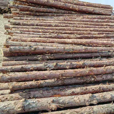 wholesale 10 a centimeter 12 a centimeter caliber Larch Log 46 Pine pile Chinese fir Timber Specifications Complete