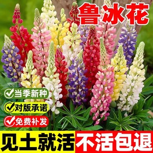 ���ȶ��N�����������N���Ӵ��ﲥ�NͥԺ���������׷N���N����