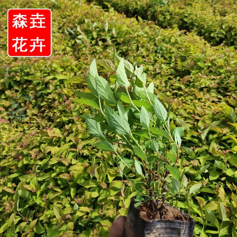 绣线菊苗木 工程用杯苗绣线菊价格 山东基地批发绣线菊批发