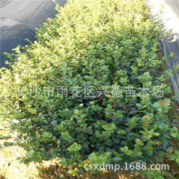 Оптовые рассада камелии, шарики из волос камелии Хунань, декоративные рассада камелии для двора Хунань, полная спецификация