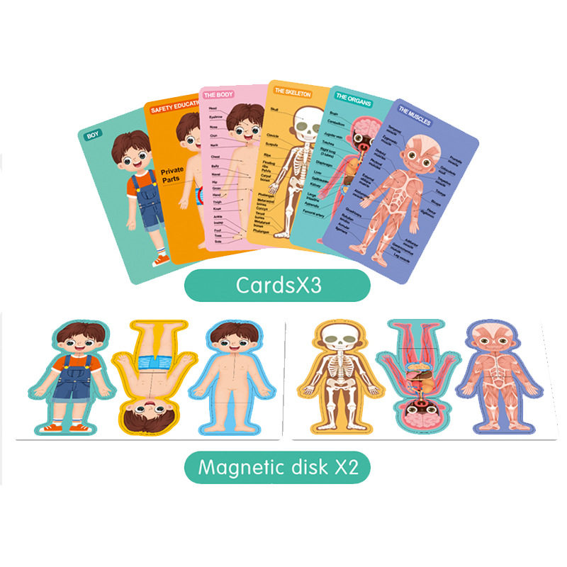 Niños Qizhi órgano del cuerpo plano de succión magnética rompecabezas niño combinación de la estructura del cuerpo rompecabezas magnético libro de graffiti