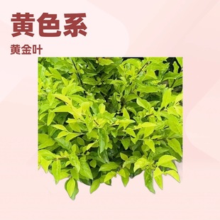 �������l�S���~���~���B�N�S�~���B�N�S��÷18-150CM