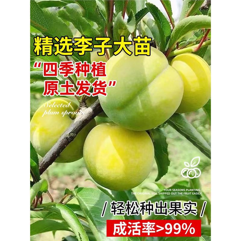 李子树苗嫁接蜂糖三华新品种红心果树贵州南北方庭院水果苗车厘子