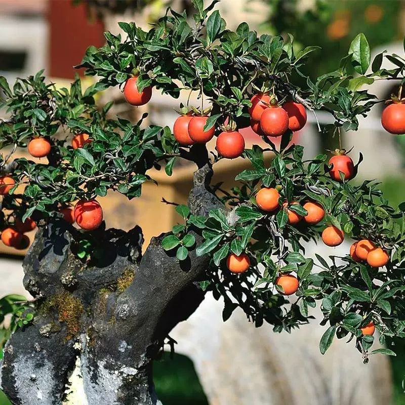 Золотые пельменные семена тыквы в форме арахиса