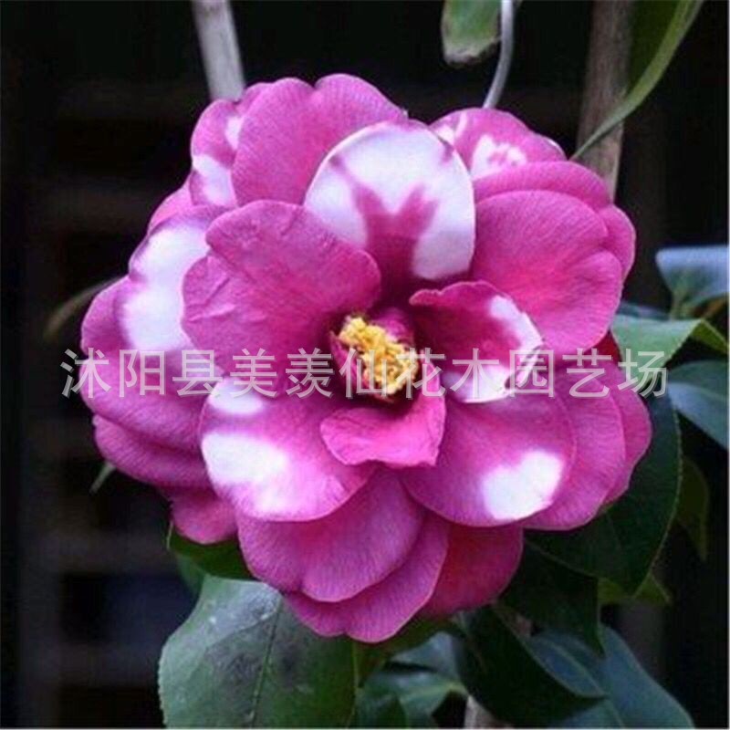 Las plantas en macetas de semillas de camelia se pueden sembrar en cuatro estaciones, 24 colores opcionales, 5 rosas Sai
