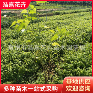 ���l���С�� ���� ��ľ �@�ֹ����� ���ݺƼξG���N��