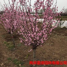 榆叶梅苗 庭院观花植物丛生多花盆栽地栽苗量大优惠 红梅
