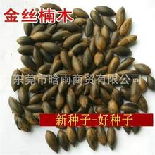 批发金丝楠木种籽紫楠小叶桢楠闵楠四季播稀有正宗金丝楠木树种子