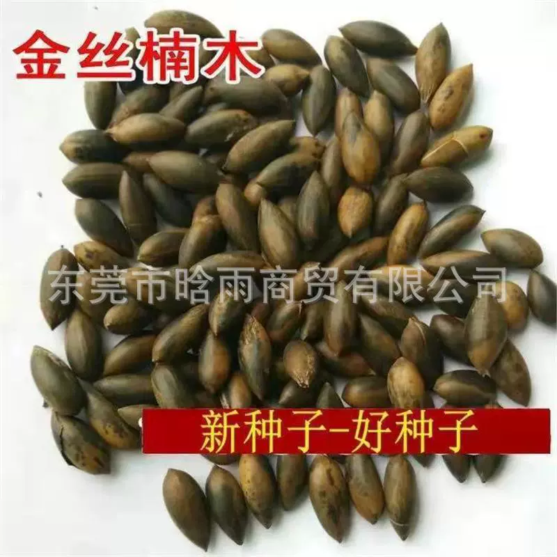 Оптовая продажа золотых семян нанму, маленьких листьев фиолетового нанму, Чжэньнань, Миннань, редких и подлинных семян золотого дерева нанму, посеянных в любое время года.