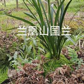 原兜兰草/都江堰春剑/资源草/生草大田草/连体苗/带花苞/过年开花