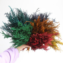 狂想者【永生石松/狮子草】森系永生花真花diy材料配材家居装饰