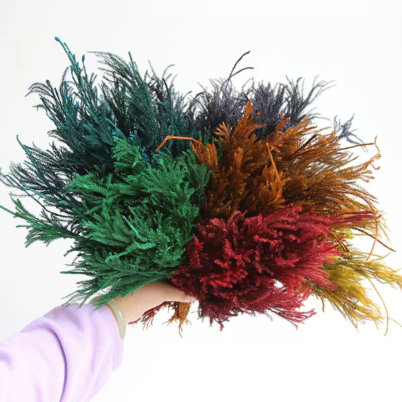 狂想者【永生石松/狮子草】森系永生花真花diy材料配材家居装饰