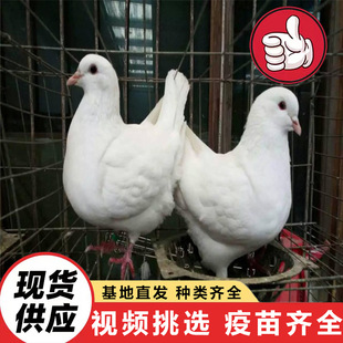 ���^�@��Ͷι�V�����Ŀ���۴��w��Ԫ�����������N�����B�חl����