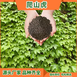 草种子;一二年生花卉;宿根花卉