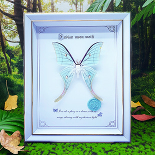 Shallow Zhu Butterfly Specimen Green Tail Moth Art 10 Insect Decorative Painting Home Ornaments Wall Hanging Photo Frame Collection Gift