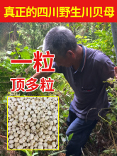 老周四川深山纯野生川贝母50g中药材正品官方旗舰店粉片松贝藏青