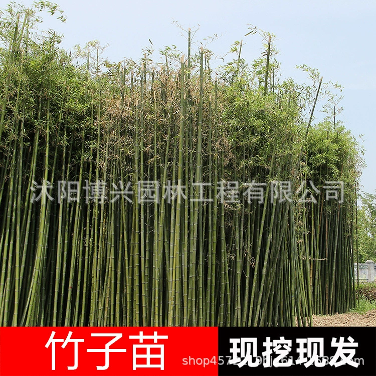 Оптовые бамбуковые саженцы, золотые бамбуковые саженцы, золотистые нефритовые бамбуковые саженцы, фиолетовые бамбуковые саженцы, садовые растения для двора, вечнозеленый бамбук в любое время года.