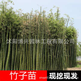 批发竹子苗黄金竹苗金镶玉竹苗紫竹苗庭院观赏植物四季常青青竹子