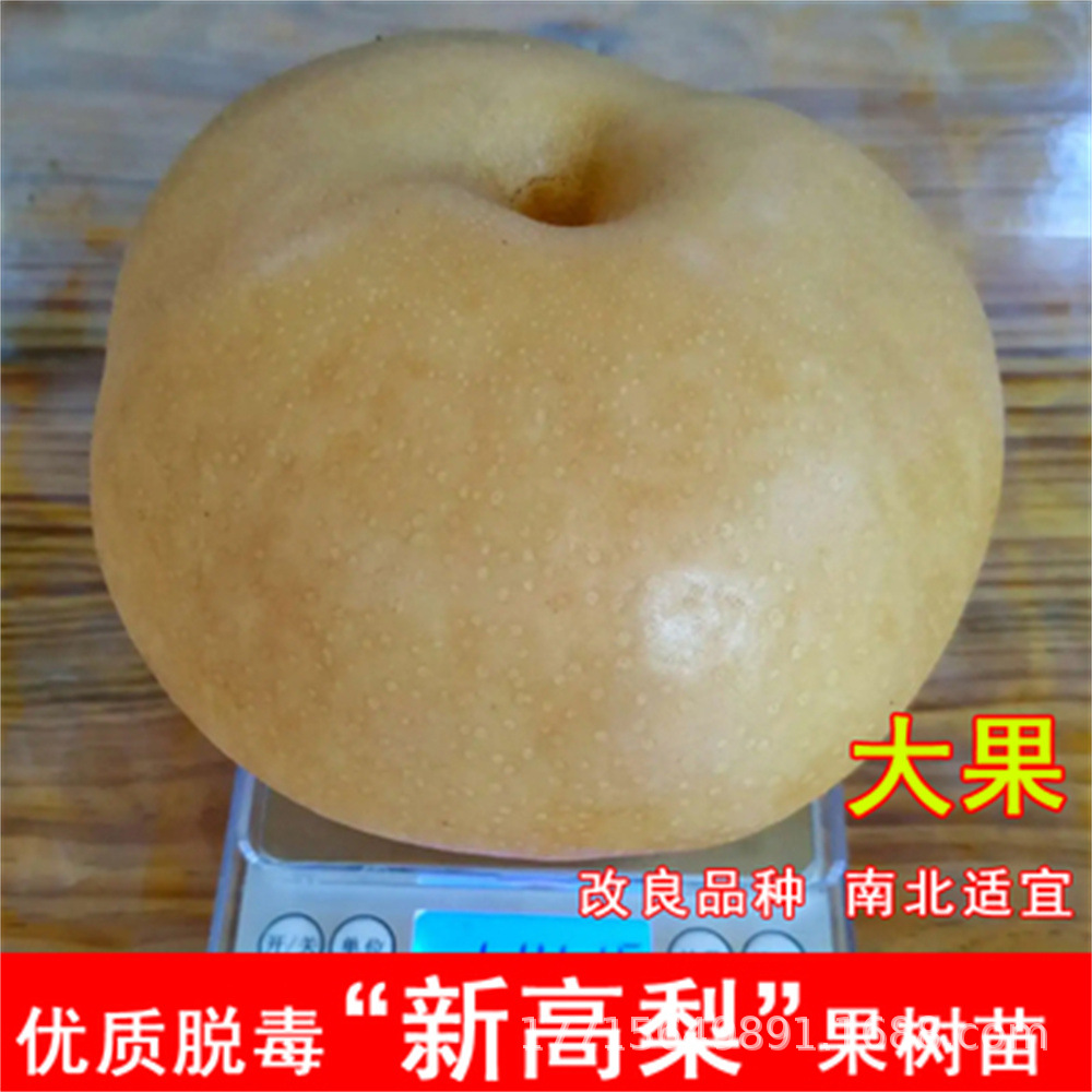 新高早酥红梨苗嫁接南北方种植梨树苗果园盆栽地栽果树苗根茎发达