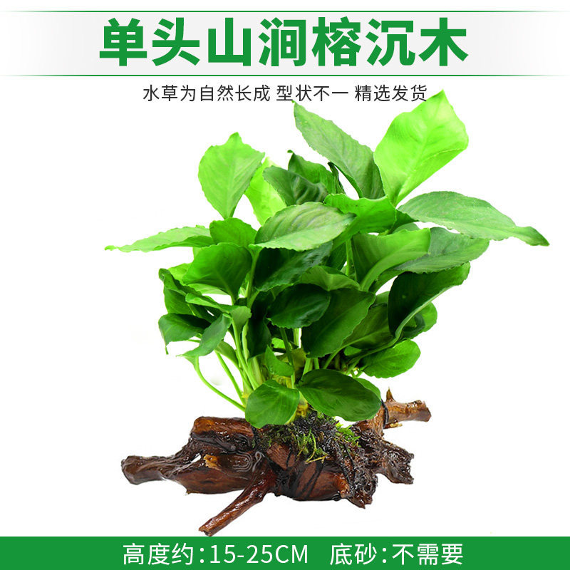 单头山涧榕沉木