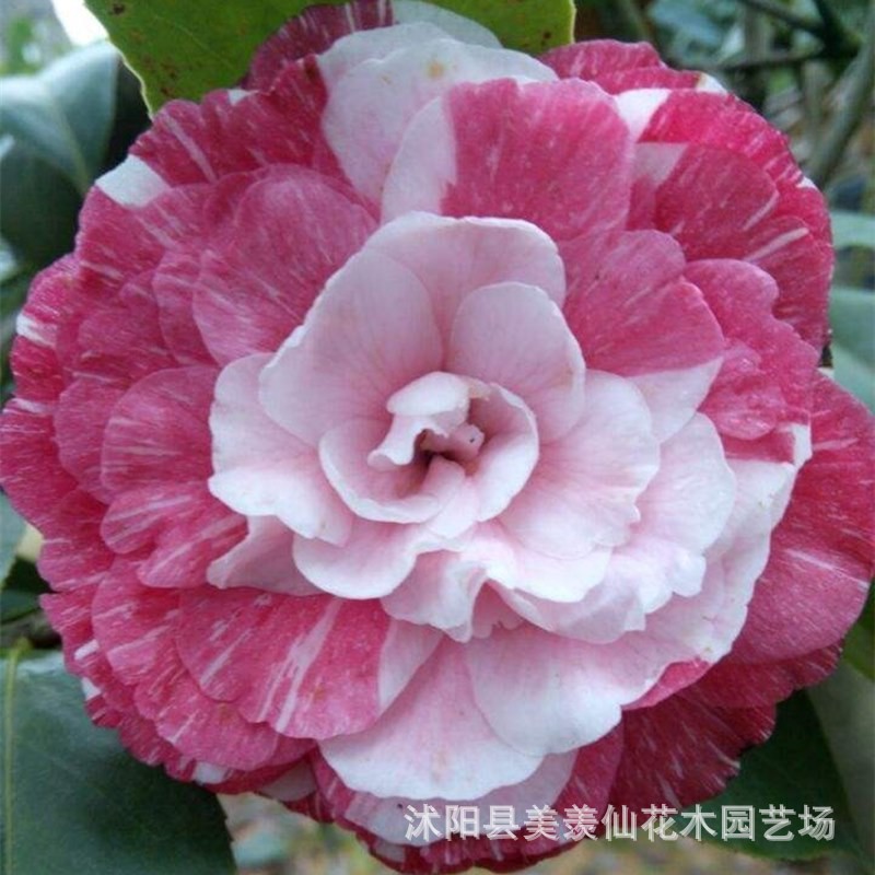 Las plantas en macetas de semillas de camelia se pueden sembrar en cuatro estaciones, 24 colores opcionales, 5 rosas Sai
